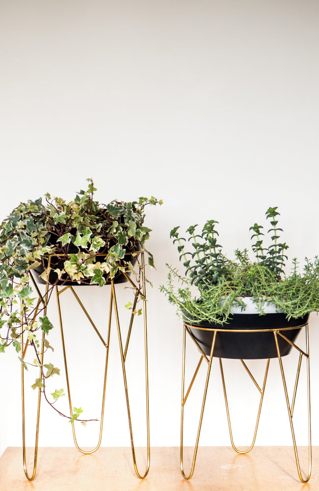 Black brass planter and stand