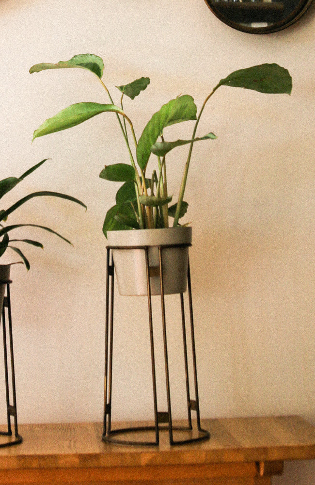 Tall Black brass planter and stand